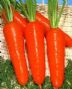 beta-carotene