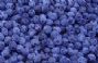 blueberry anthocyanin